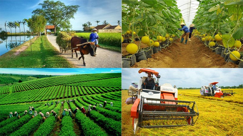 Mô hình nông nghiệp công nghệ cao phát triển mạnh 