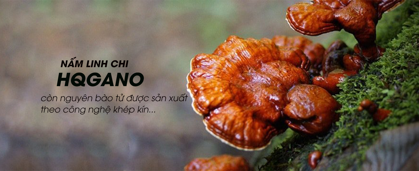 Viên nấm linh chi (Reishi mushroom)