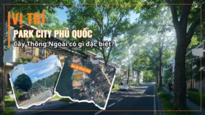 Vị Trí Park City Phú Quốc Cây Thông Ngoài Có Gì Đặc Biệt?